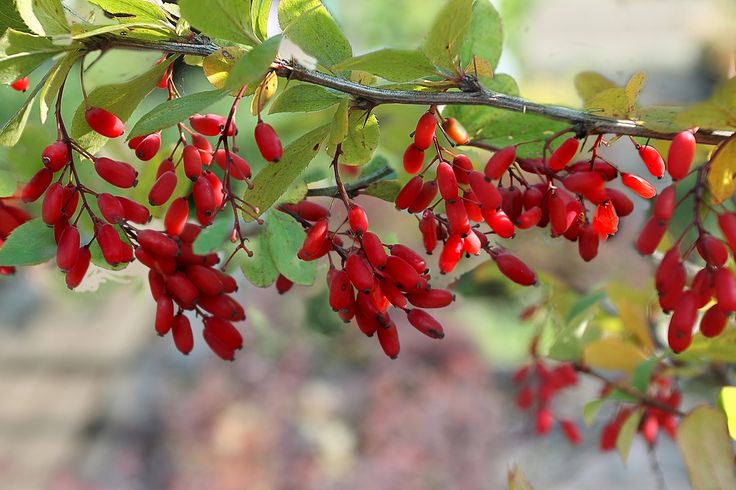 Required Certifications for Exporting & Importing Iranian Barberries (ISO, HACCP, Organic, Halal)